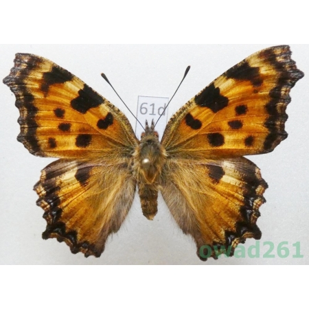Nymphalis polychloros (Linnaeus, 1758) ex. larva Slovakia61d